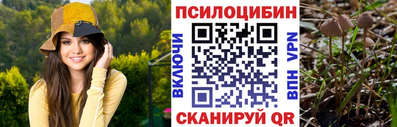 Купить  Каменногорск  Галлюциногенные грибы Cubensis 